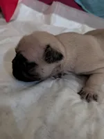 Ralsei, a male Pug for sale in Riverside, CA – 5 of 6