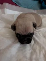 Ralsei, a male Pug for sale in Riverside, CA – 4 of 6
