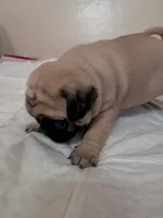 Susie, a female Pug for sale in Riverside, CA – 3 of 4