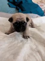 Kris, a male Pug for sale in Riverside, CA – 6 of 6