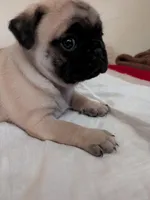 Susie, a female Pug for sale in Riverside, CA – 4 of 4