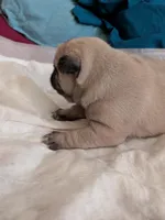 Kris, a male Pug for sale in Riverside, CA – 5 of 6