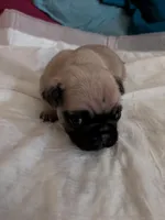 Ralsei, a male Pug for sale in Riverside, CA – 6 of 6
