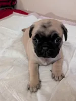 Susie, a female Pug for sale in Riverside, CA – 2 of 4