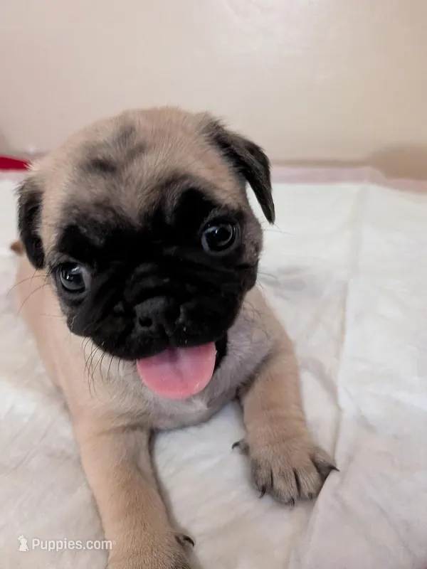 Susie – Pug puppy for sale in Riverside, CA