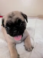 Susie, a female Pug for sale in Riverside, CA – 1 of 4