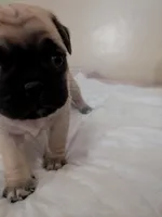Kris, a male Pug for sale in Riverside, CA – 2 of 6