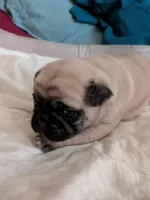Kris, a male Pug for sale in Riverside, CA – 4 of 6