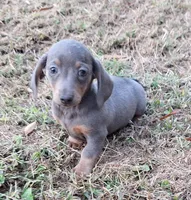 Blue, a female Miniature Dachshund for sale in Byron, GA – Photo 1 of 6