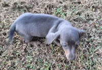 Blue, a female Miniature Dachshund for sale in Byron, GA – Photo 5 of 6