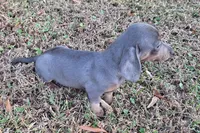 Blue, a female Miniature Dachshund for sale in Byron, GA – Photo 2 of 6