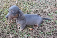 Blue, a female Miniature Dachshund for sale in Byron, GA – Photo 3 of 6