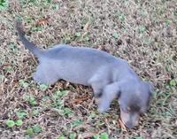 Blue, a female Miniature Dachshund for sale in Byron, GA – Photo 6 of 6