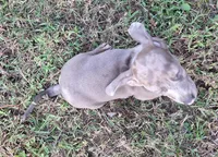 Isabelle Dapple, a female Miniature Dachshund for sale in Byron, GA – Photo 9 of 9