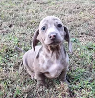 Isabelle Dapple, a female Miniature Dachshund for sale in Byron, GA – Photo 8 of 9