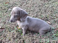 Isabelle Dapple, a female Miniature Dachshund for sale in Byron, GA – Photo 4 of 9