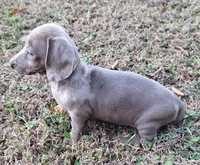 Isabelle Dapple, a female Miniature Dachshund for sale in Byron, GA – Photo 2 of 9