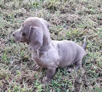Isabelle Dapple, a female Miniature Dachshund for sale in Byron, GA – Photo 3 of 9