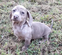 Isabelle Dapple, a female Miniature Dachshund for sale in Byron, GA – Photo 5 of 9