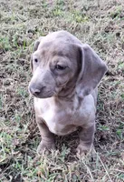 Isabelle Dapple, a female Miniature Dachshund for sale in Byron, GA – Photo 7 of 9