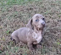 Isabelle Dapple, a female Miniature Dachshund for sale in Byron, GA – Photo 1 of 9