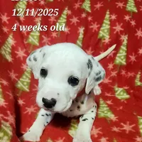 Hector, a male Dalmatian for sale in New Bethlehem, PA – Photo 1 of 3