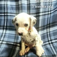 Hector, a male Dalmatian for sale in New Bethlehem, PA – Photo 2 of 3