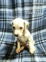 processed/c4519673-0ae8-4bae-b85e-dd85206da14d/listing/4cf96f5c-293f-49bb-94a0-b1549845cc7e/97b53afc-c331-47a4-890b-df9b96501548