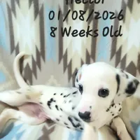 Hector, a male Dalmatian for sale in New Bethlehem, PA – Photo 3 of 3