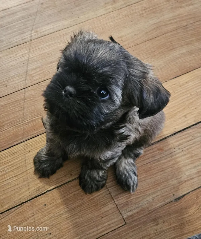 Sweetpea – Yorkshire Terrier, Brussels Griffon puppy for sale in Waco, NE