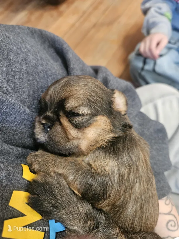 Zinnia – Yorkshire Terrier, Brussels Griffon puppy on hold in Waco, NE