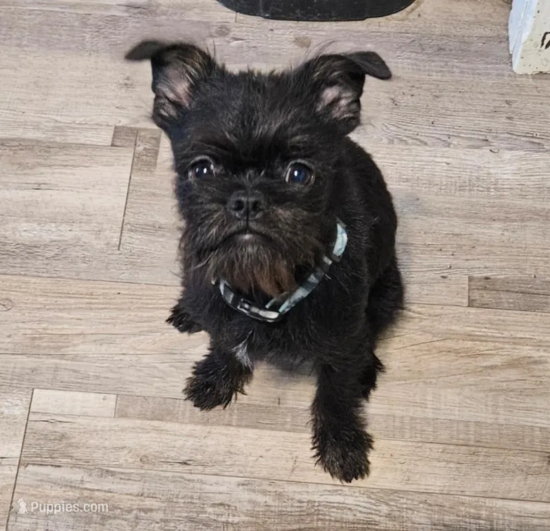 Barnaby – Brussels Griffon puppy for sale in Waco, NE