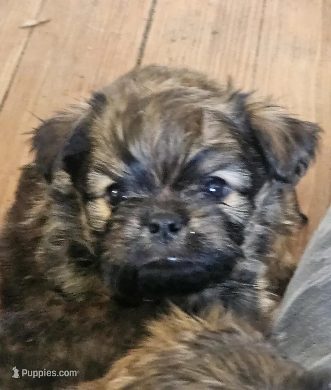 Valentino – Yorkshire Terrier, Brussels Griffon puppy for sale in Waco, NE