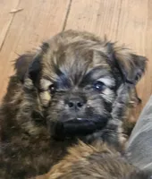 Valentino, a male Yorkshire Terrier and Brussels Griffon for sale in Waco, NE – Photo 1 of 2