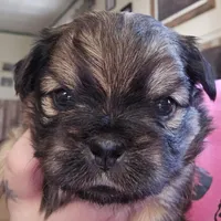 Valentino, a male Yorkshire Terrier and Brussels Griffon for sale in Waco, NE – Photo 2 of 2