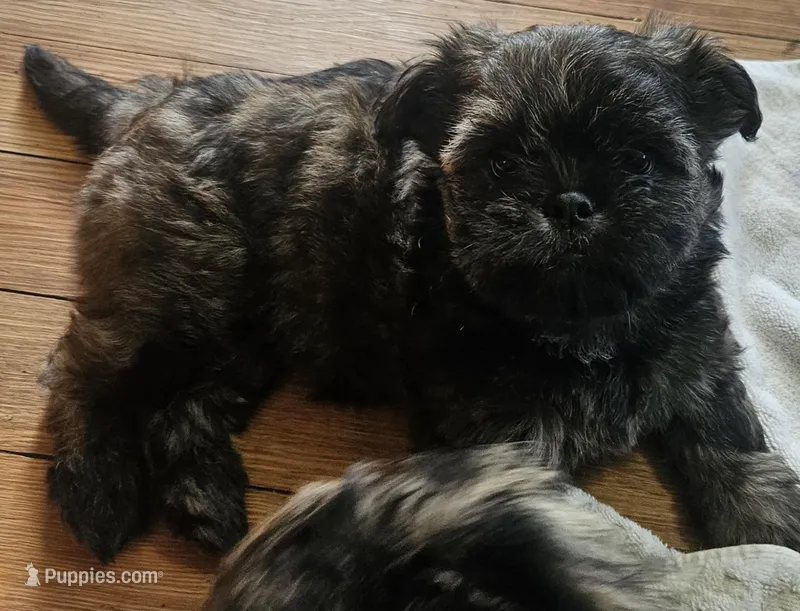Daffodil – Yorkshire Terrier, Brussels Griffon puppy for sale in Waco, NE