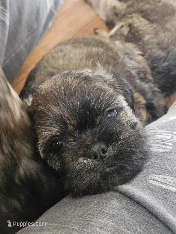 Daffodil – Yorkshire Terrier, Brussels Griffon puppy for sale in Waco, NE