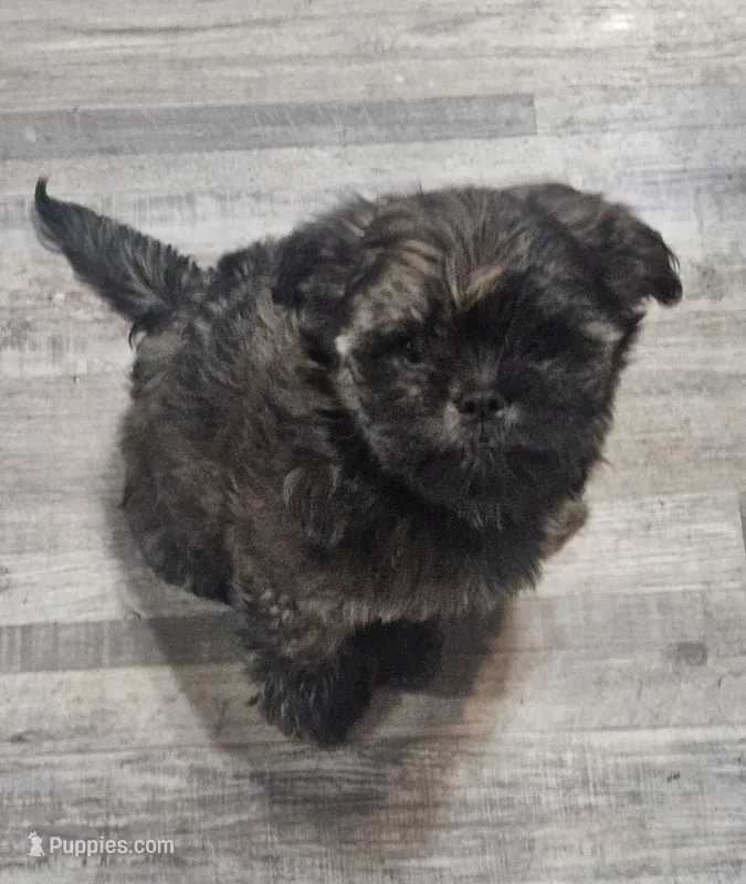 Daffodil – Yorkshire Terrier, Brussels Griffon puppy for sale in Waco, NE