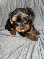 Tin Tin, a female Yorkshire Terrier for sale in Chicago, IL – Photo 3 of 3
