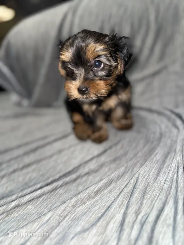 Tin Tin, a female Yorkshire Terrier for sale in Chicago, IL – Photo 1 of 3