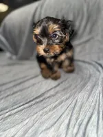 Tin Tin, a female Yorkshire Terrier for sale in Chicago, IL – Photo 1 of 3