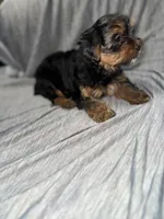 Tin Tin, a female Yorkshire Terrier for sale in Chicago, IL – Photo 2 of 3