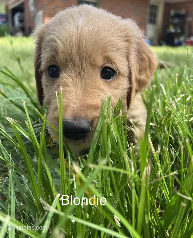Blondie – Golden Retriever puppy for sale in Starkville, MS