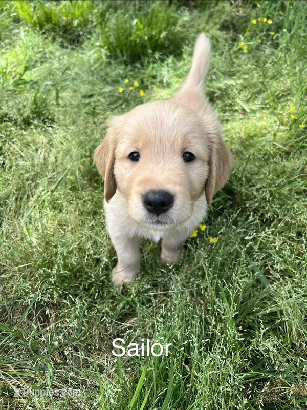 Sailor – Golden Retriever puppy for sale in Starkville, MS