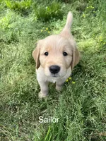 Sailor, a male Golden Retriever for sale in Starkville, MS – 2 of 2