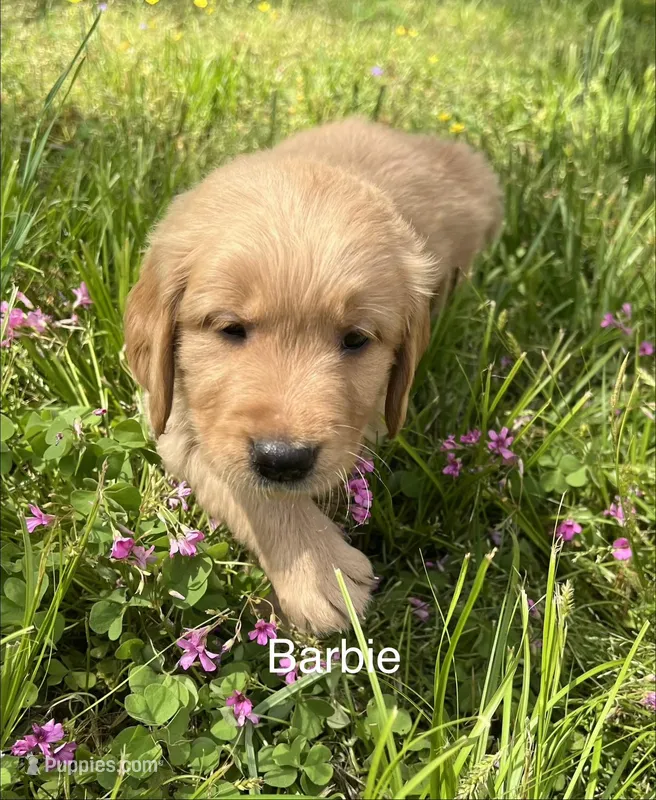 Barbie – Golden Retriever puppy for sale in Starkville, MS