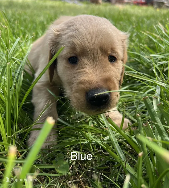 Blue – Golden Retriever puppy for sale in Starkville, MS