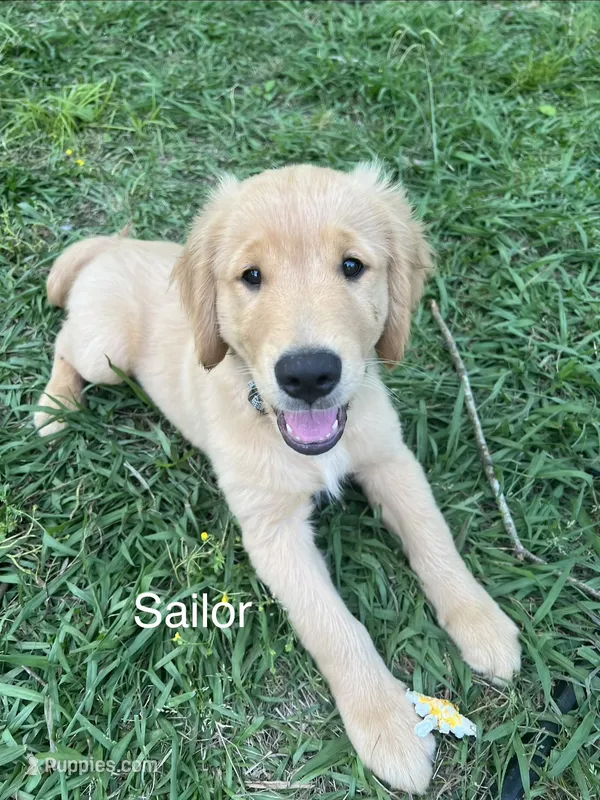 Sailor – Golden Retriever puppy for sale in Starkville, MS