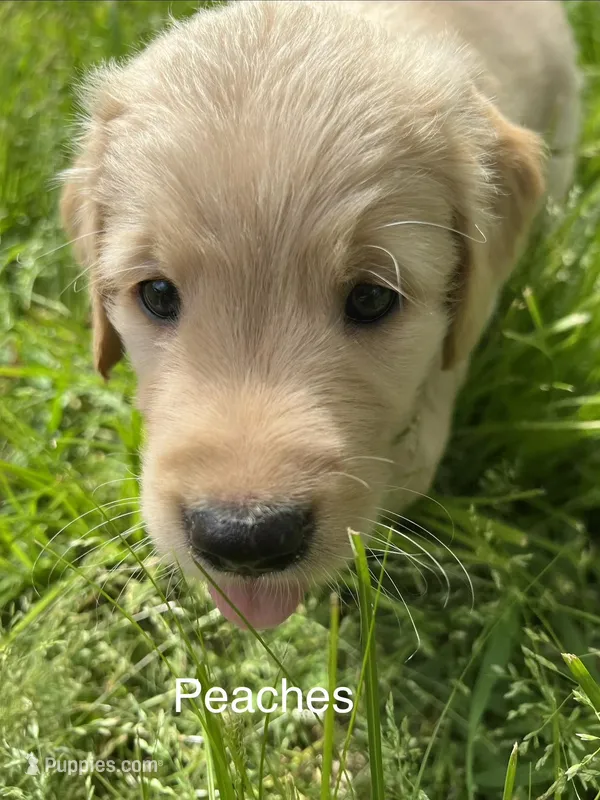 Peaches – Golden Retriever puppy for sale in Starkville, MS