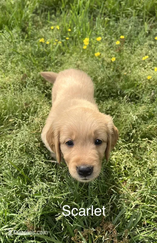 Scarlet – Golden Retriever puppy for sale in Starkville, MS